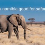 Is Namibia Good for Safari?