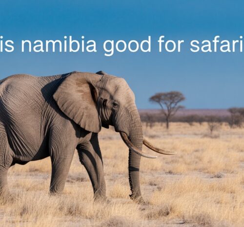 Is Namibia Good for Safari?