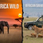 East Africa Wild vs African Safari Company